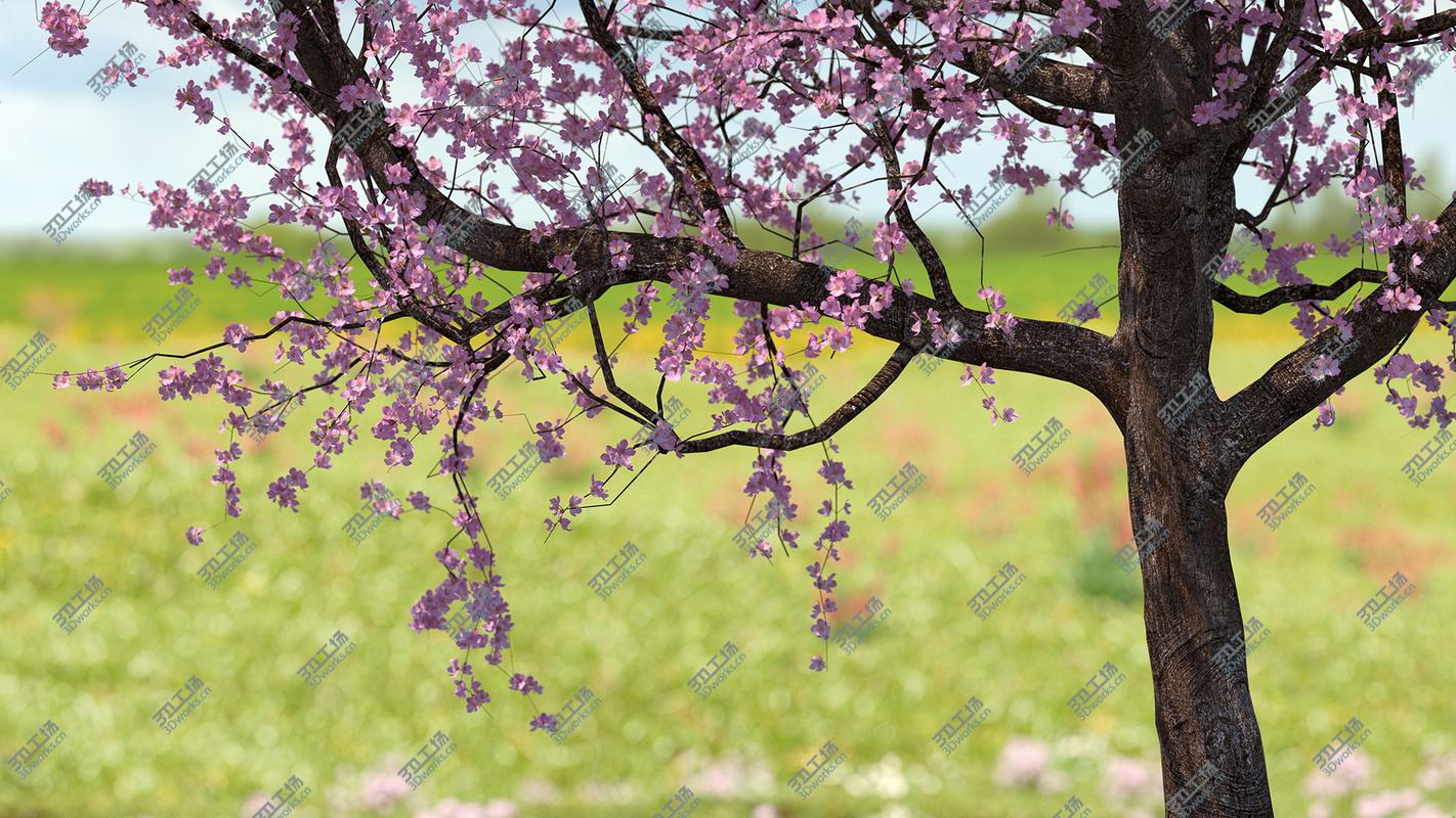 images/goods_img/2021040161/3D model Flowering Cherry Tree/4.jpg